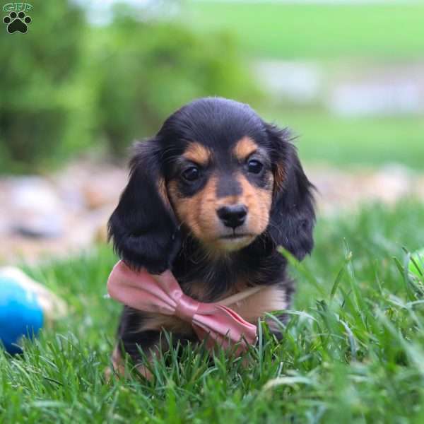 Barbie, Dachshund Puppy
